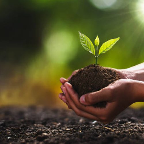 hand holding small tree for planting. concept green world