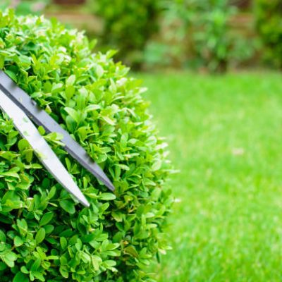 Hands are cut bush clippers in garden.