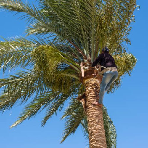 Man working at the top of a palm tree pruning the leaves helping himself with a well-used rope. Cleaning and cutting palm trees. Dangerous job.